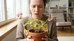 Hai comprato un bel fiore, ma dopo una settimana è già appassito? Ecco cosa succede in realtà.