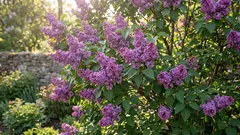 È possibile potare il lillà e questo rende davvero la sua fioritura più rigogliosa?