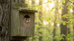 Volevano aiutare gli uccelli, ma hanno ottenuto l'effetto contrario: gli errori più pericolosi nella costruzione di una casetta per uccelli