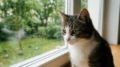 Molti tengono i gatti solo in casa, ma quasi nessuno si accorge di cosa succede loro dopo qualche anno.